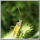 Leptopterna sp - Weichwanze 0a1.jpg